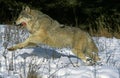 North American Grey Wolf, canis lupus occidentalis, Adult running on Snow, Canada Royalty Free Stock Photo