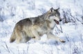 North American Grey Wolf, canis lupus occidentalis, Adult running on Snow, Canada Royalty Free Stock Photo