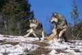 North American Grey Wolf, canis lupus occidentalis, Adults running on Snow, Canada Royalty Free Stock Photo