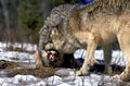 NORTH AMERICAN GREY WOLF canis lupus occidentalis, TWO ADULTS FIGHTING, CANADA