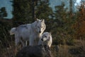 North American Grey Wolf