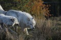 North American Grey Wolf