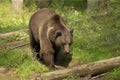 The grizzly bear Ursus arctos  is the North American brown bear Royalty Free Stock Photo