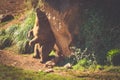 North American Grizzly Bear at sunrise in Western USA Royalty Free Stock Photo