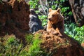 North American Grizzly Bear at sunrise in Western USA Royalty Free Stock Photo