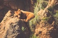 North American Grizzly Bear at sunrise in Western USA Royalty Free Stock Photo