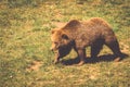 North American Grizzly Bear at sunrise in Western USA Royalty Free Stock Photo