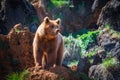 North American Grizzly Bear at sunrise in Western USA Royalty Free Stock Photo