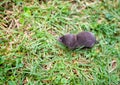 A North American Least Shrew in the grass Royalty Free Stock Photo