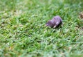 A North American Least Shrew in the grass Royalty Free Stock Photo