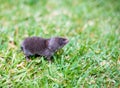 A North American Least Shrew in the grass Royalty Free Stock Photo