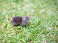 A North American Least Shrew in the grass Royalty Free Stock Photo