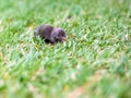 A North American Least Shrew in the grass Royalty Free Stock Photo
