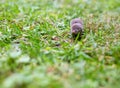 A North American Least Shrew in the grass Royalty Free Stock Photo