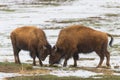 Wild American Bison on the high plains of Colorado. Mammals of North America. Two young bison sparing in a snowy field Royalty Free Stock Photo