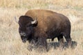 Wild American Bison on the high plains of Colorado. Mammals of North America Royalty Free Stock Photo