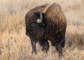 Wild American Bison on the high plains of Colorado. Mammals of North America Royalty Free Stock Photo