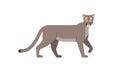 North American native animal Puma, Cougar or mountain lion Puma concolor walking in side angle view, flat style vector