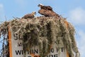 North American Osprey Nest with Juvenille Osprey.