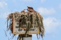 North American Osprey Nest Royalty Free Stock Photo