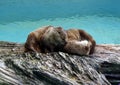 North American Otters 2 Royalty Free Stock Photo