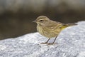 A North American palm warbler foraging on the coast at Key West Island Florida. Royalty Free Stock Photo