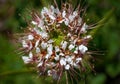 North American Paradise Flower Cleome serrulata
