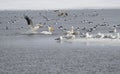 North American Pelicans