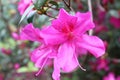 North American Pink Azalea flower