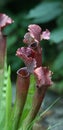 North American Pitcher Plant Royalty Free Stock Photo