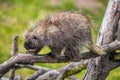 North American porcupine on a branch Royalty Free Stock Photo