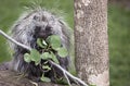 North American Porcupine