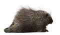 North American Porcupine, Erethizon dorsatum