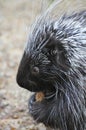 North American Porcupine