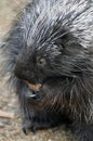 North American Porcupine