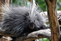 North American Porcupine