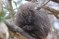 North American Porcupine Royalty Free Stock Photo