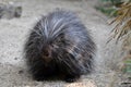 North American Porcupine