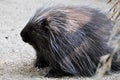 North American Porcupine