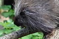 North American Porcupine