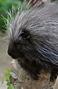 North American Porcupine