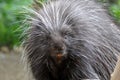 North American Porcupine Royalty Free Stock Photo
