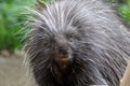 North American Porcupine