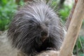 North American Porcupine