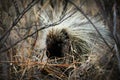 North American porcupine (Erethizon dorsatum) Royalty Free Stock Photo