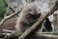North american porcupine in zoo Royalty Free Stock Photo