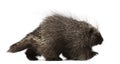 North American Porcupine, Erethizon dorsatum Royalty Free Stock Photo