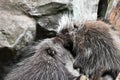 North american porcupines in love