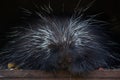 North American porcupine (Erethizon dorsatum). Royalty Free Stock Photo