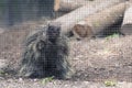 North American Porcupine in a Zoo Cage Royalty Free Stock Photo